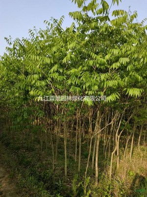 江西無患子 特征、用途與種植經營指南