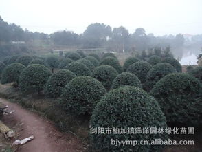 精品綠化苗木枸骨球批發(fā)供應(yīng)指南 從瀏陽苗圃到農(nóng)苗網(wǎng)一站式采購(gòu)